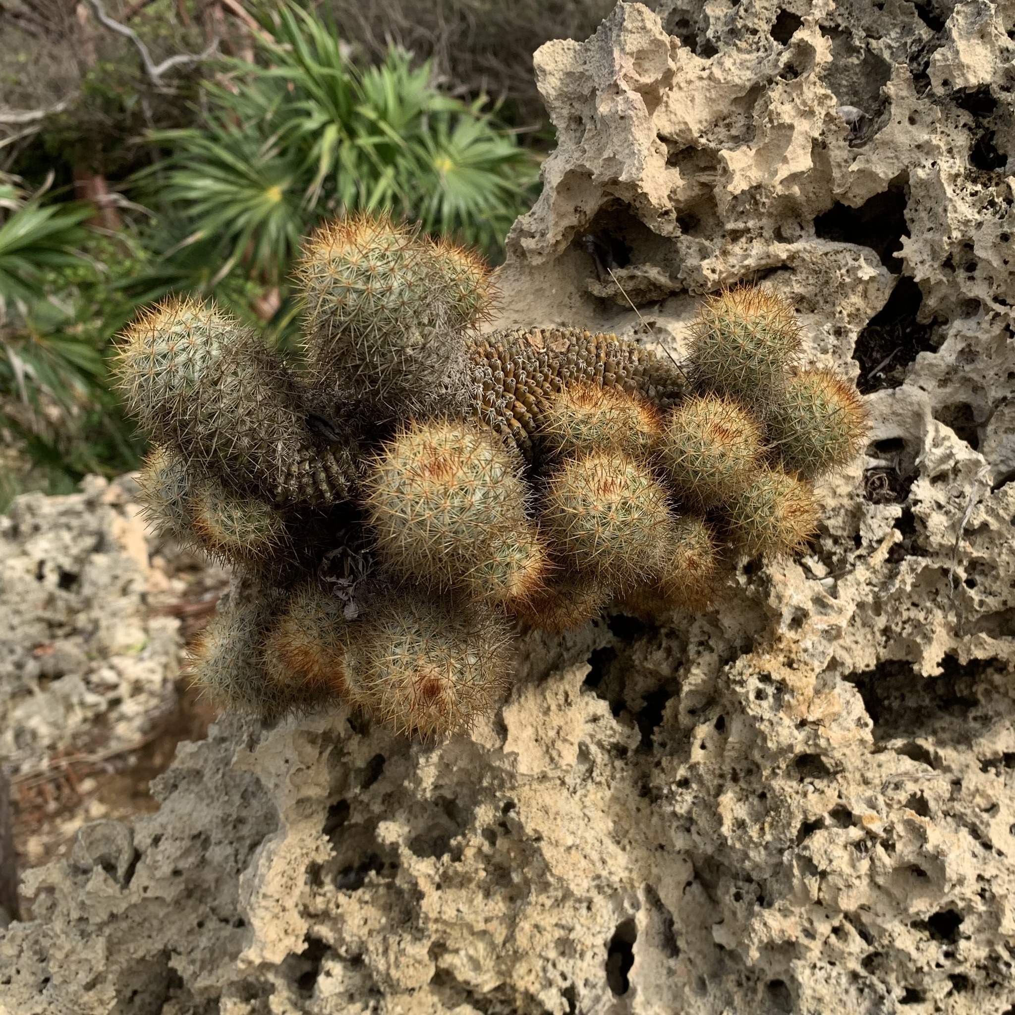 Mammillaria columbiana 